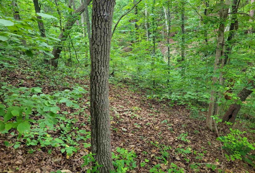 0 YEAGER LN, Counce, Tennessee 38326, ,Land,For Sale,YEAGER,10179905