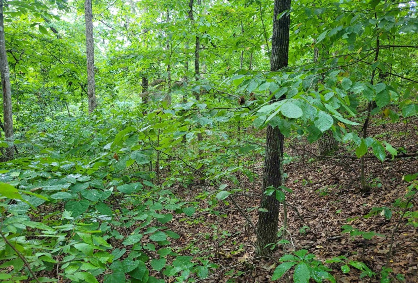 0 YEAGER LN, Counce, Tennessee 38326, ,Land,For Sale,YEAGER,10179905