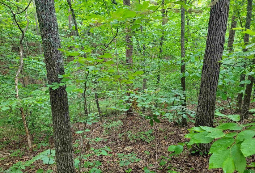 0 YEAGER LN, Counce, Tennessee 38326, ,Land,For Sale,YEAGER,10179905