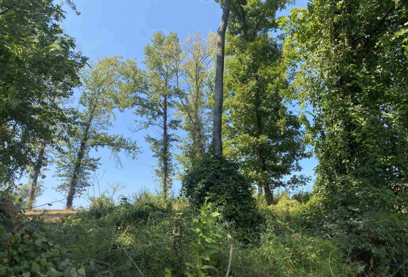 1114 LAUNCH RAMP CV, Savannah, Tennessee 38372, ,Land,For Sale,LAUNCH RAMP,10180283