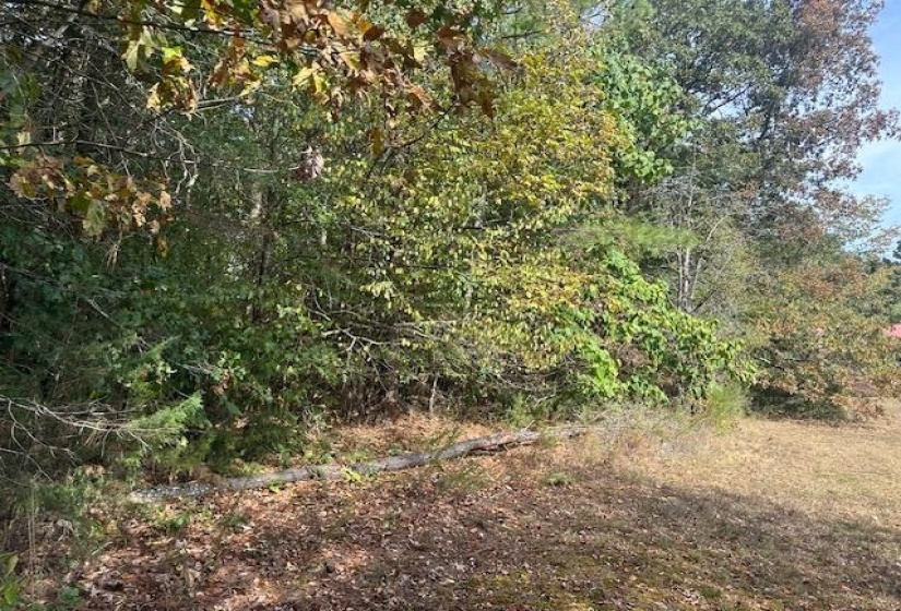 View of nature