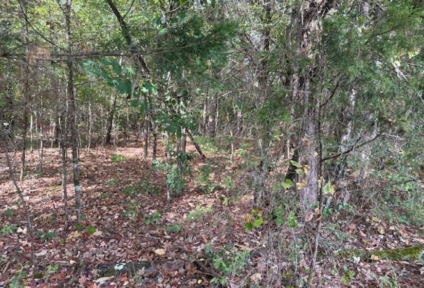 View of local wilderness