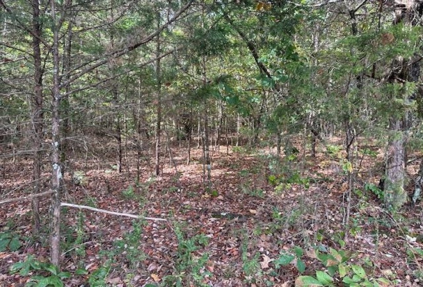 View of nature