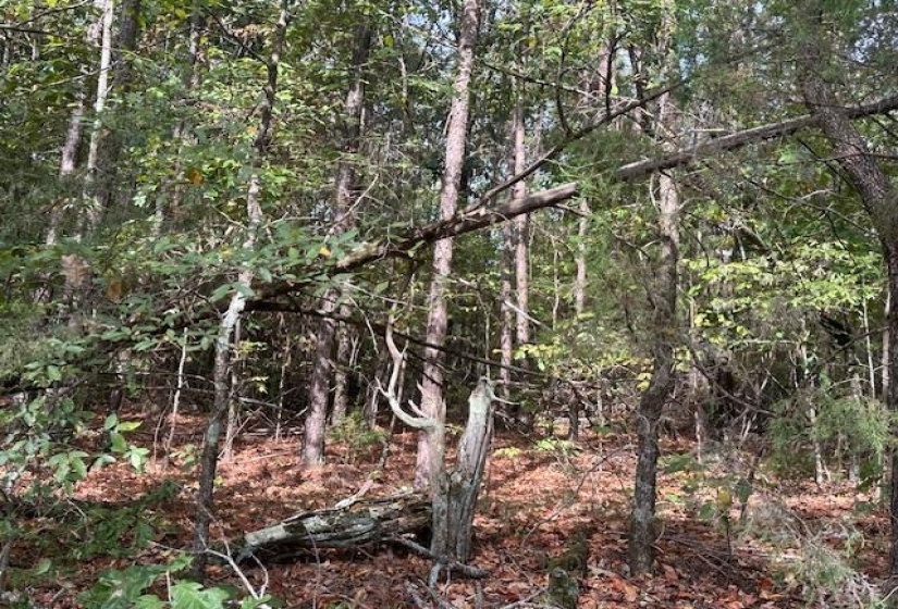 View of local wilderness