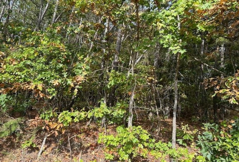 View of local wilderness