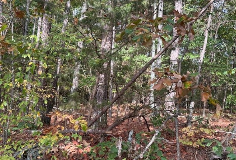 View of nature