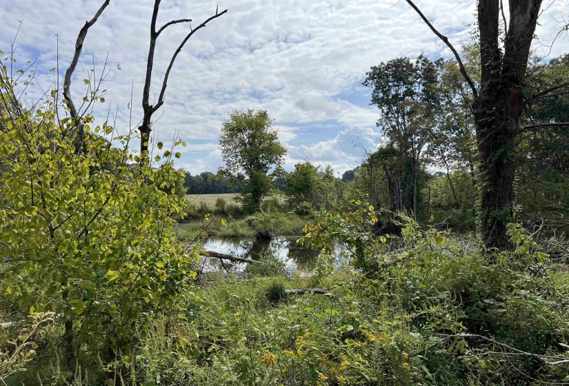 View of local wilderness featuring a water view