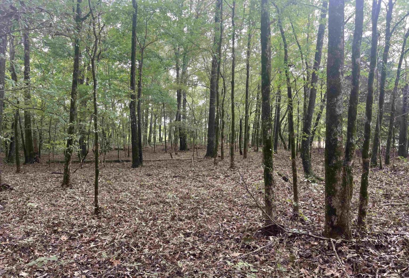 View of local wilderness