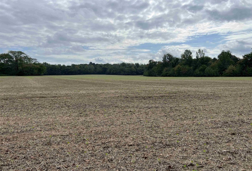 View of local wilderness featuring a rural view