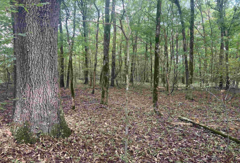 View of local wilderness