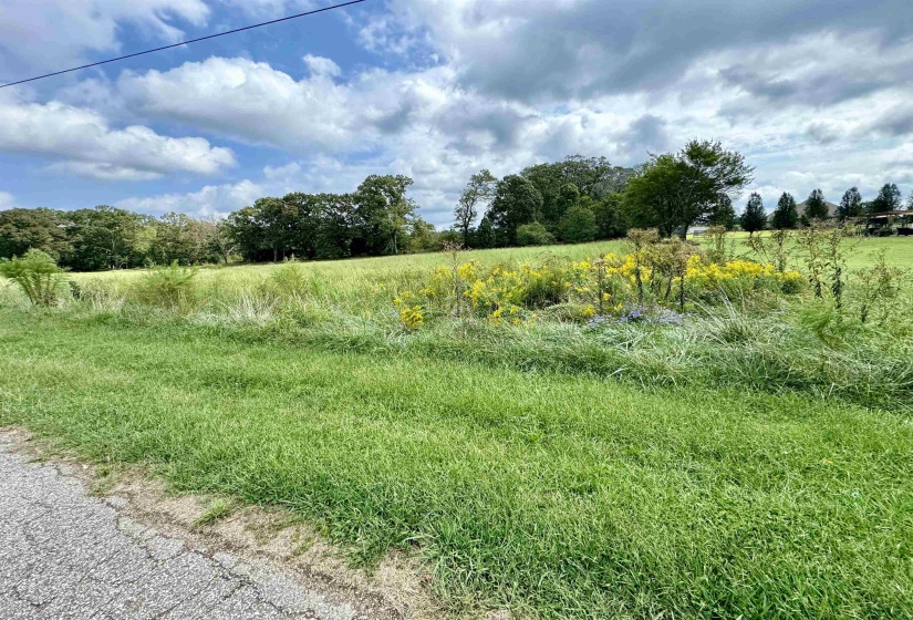 View of local wilderness with a rural view