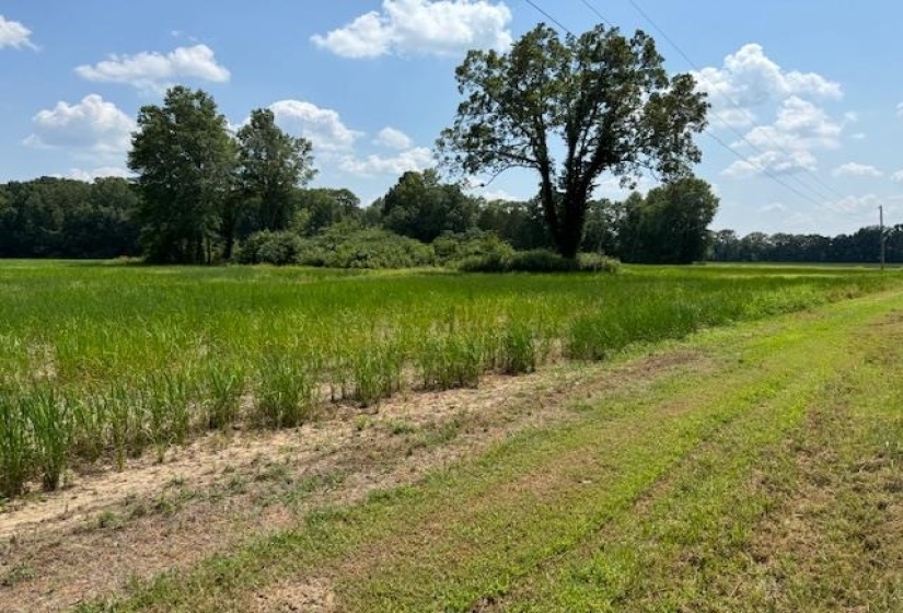View of landscape featuring a rural view