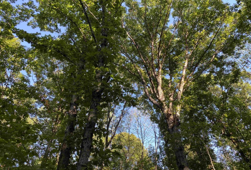 535 MEGAN LN, Savannah, Tennessee 38372, ,Land,For Sale,MEGAN,10182841