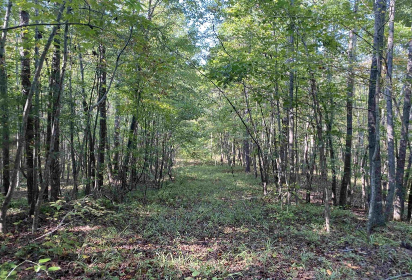 535 MEGAN LN, Savannah, Tennessee 38372, ,Land,For Sale,MEGAN,10182841