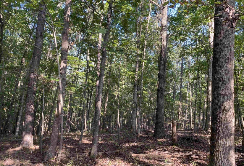 535 MEGAN LN, Savannah, Tennessee 38372, ,Land,For Sale,MEGAN,10182841