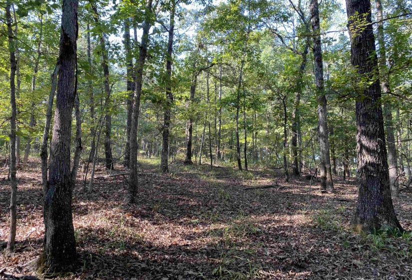 535 MEGAN LN, Savannah, Tennessee 38372, ,Land,For Sale,MEGAN,10182841