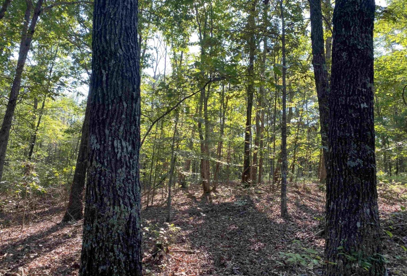 535 MEGAN LN, Savannah, Tennessee 38372, ,Land,For Sale,MEGAN,10182841