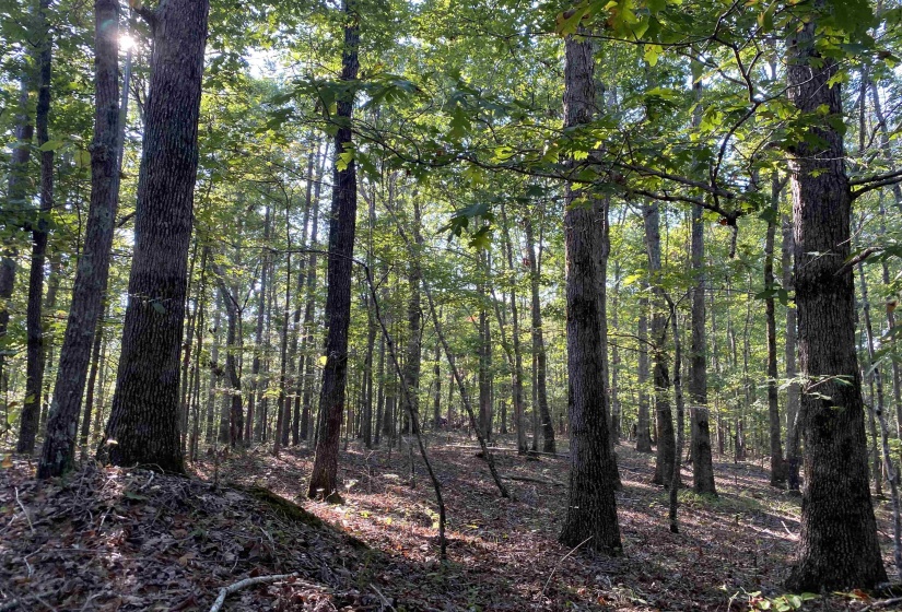535 MEGAN LN, Savannah, Tennessee 38372, ,Land,For Sale,MEGAN,10182841