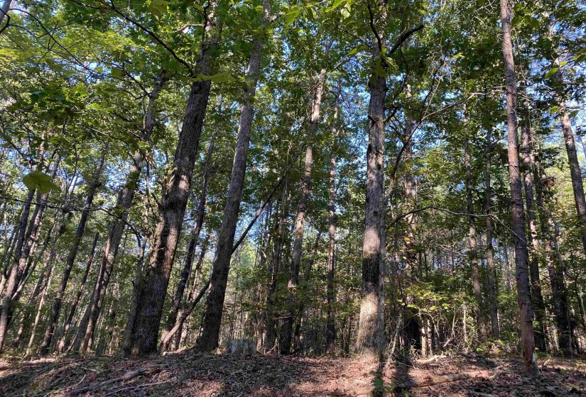 535 MEGAN LN, Savannah, Tennessee 38372, ,Land,For Sale,MEGAN,10182841
