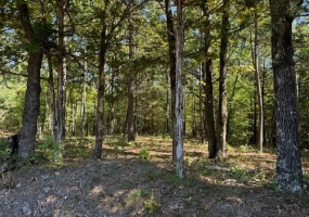 TEAGUE RD, Toone, Tennessee 38381, ,Land,For Sale,TEAGUE,10183028