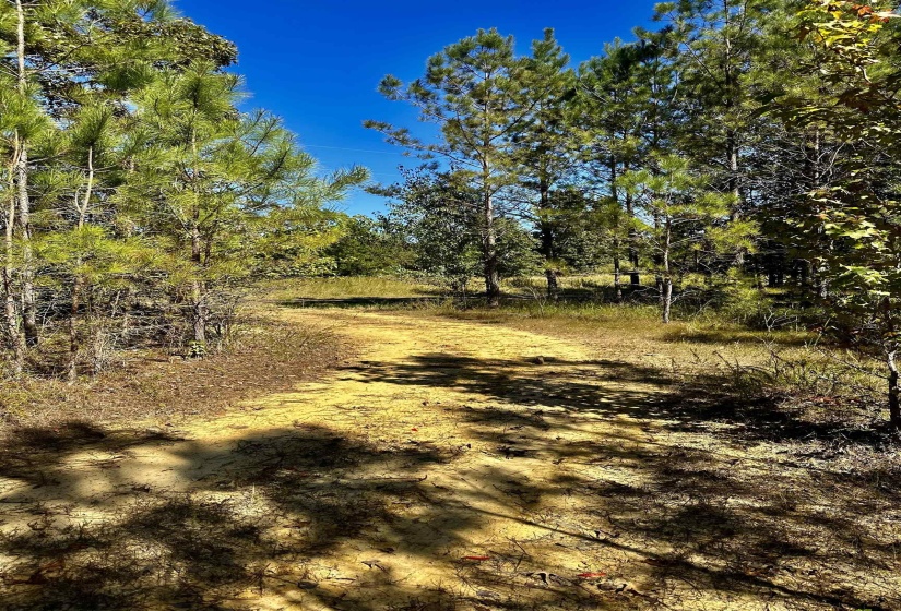 View of local wilderness