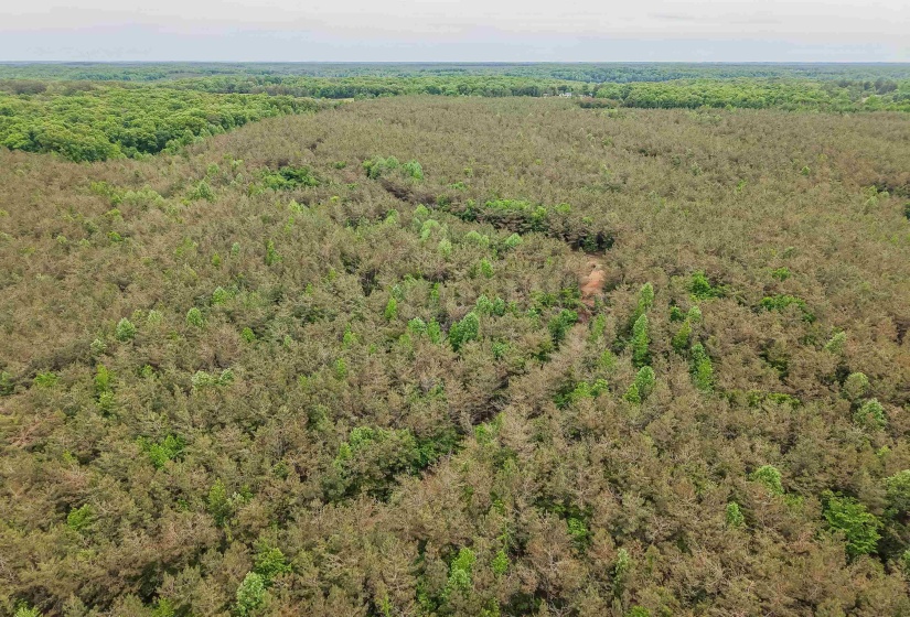 CONNIE SMITH RD, Selmer, Tennessee 38375, ,Land,For Sale,CONNIE SMITH,10183432