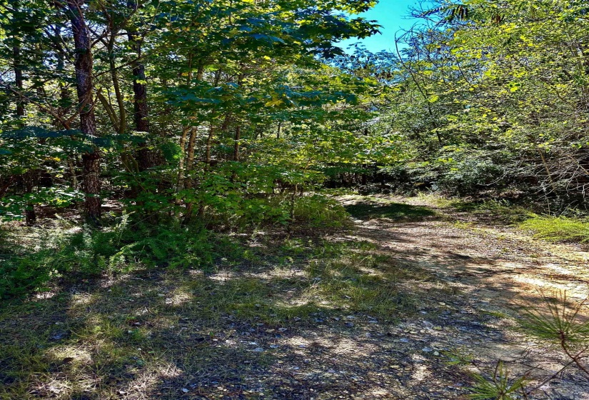 View of local wilderness