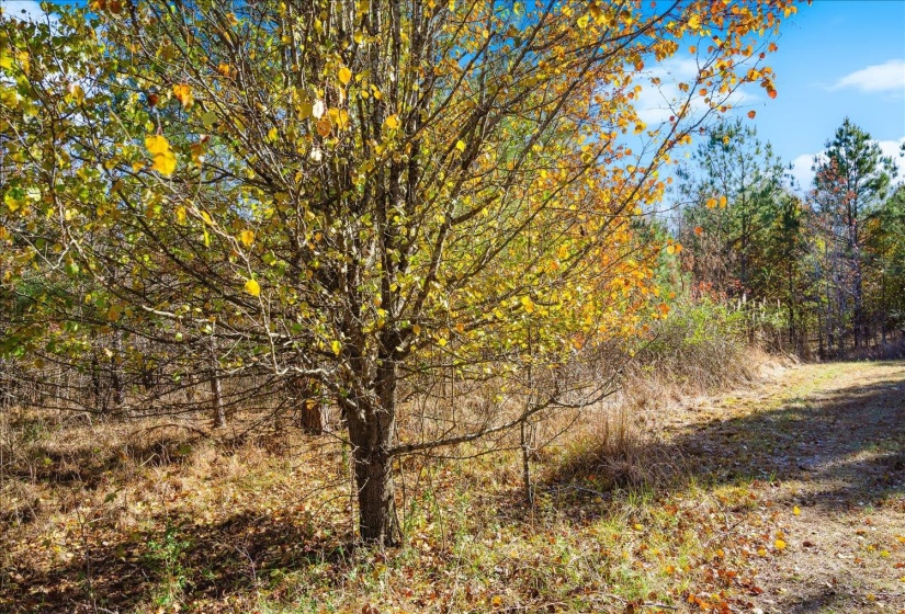 2260 REID-HOOKER RD, Unincorporated, Tennessee 38028, ,Land,For Sale,REID-HOOKER,10186423