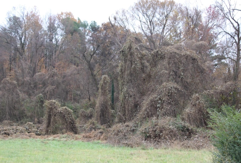 300 WASHINGTON ST, Ripley, Tennessee 38063, ,Land,For Sale,WASHINGTON,10186458