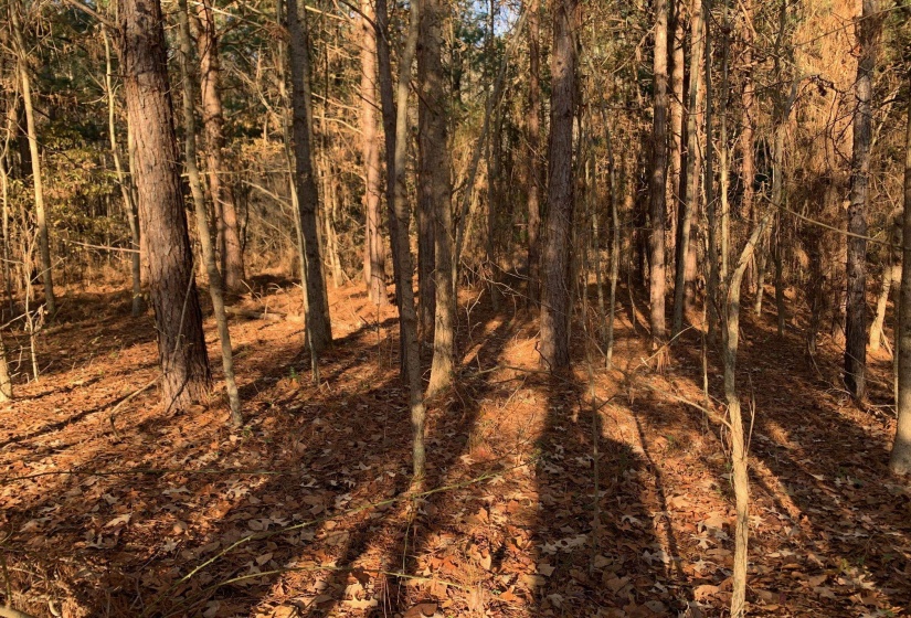 3 SULPHUR SPRINGS RD, Selmer, Tennessee 38375, ,Land,For Sale,SULPHUR SPRINGS,10186525