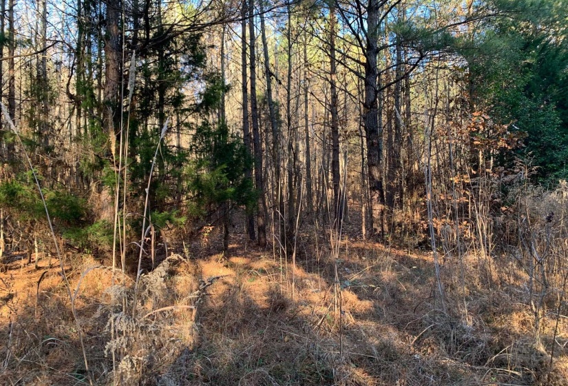 3 SULPHUR SPRINGS RD, Selmer, Tennessee 38375, ,Land,For Sale,SULPHUR SPRINGS,10186525