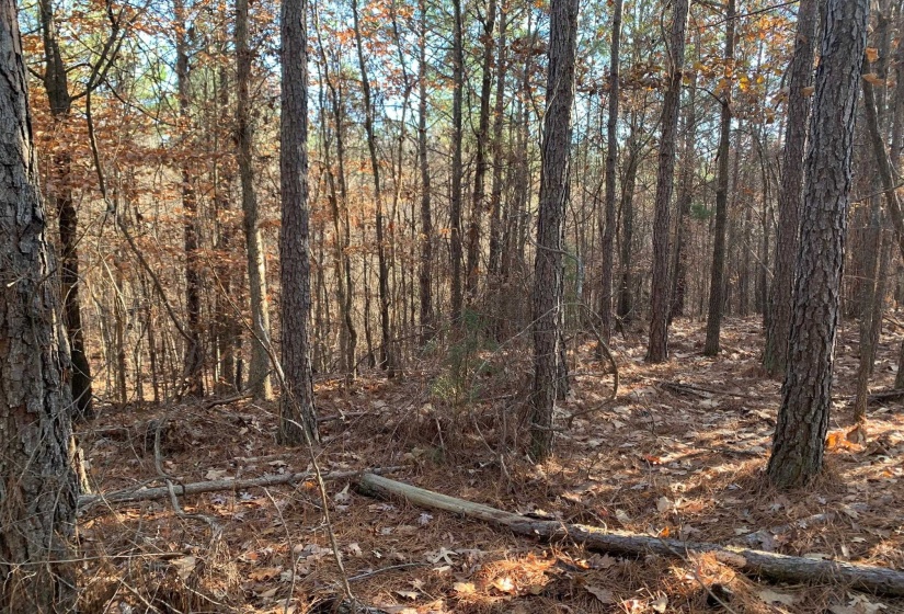 11 WARREN FLOYD RD, Selmer, Tennessee 38375, ,Land,For Sale,WARREN FLOYD,10186527