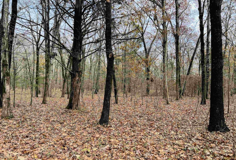 View of local wilderness