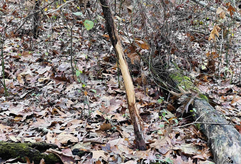 View of local wilderness