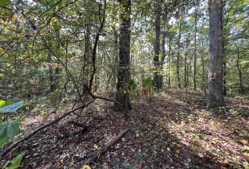 0058 JOANNE LOOP, Savannah, Tennessee 38372, ,Land,For Sale,JOANNE,10186875