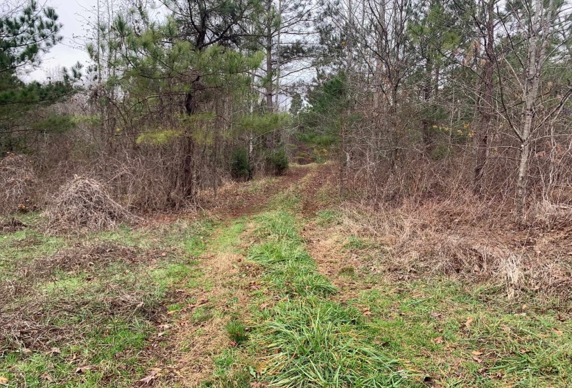 9 SULPHUR SPRINGS RD, Selmer, Tennessee 38375, ,Land,For Sale,SULPHUR SPRINGS,10186912