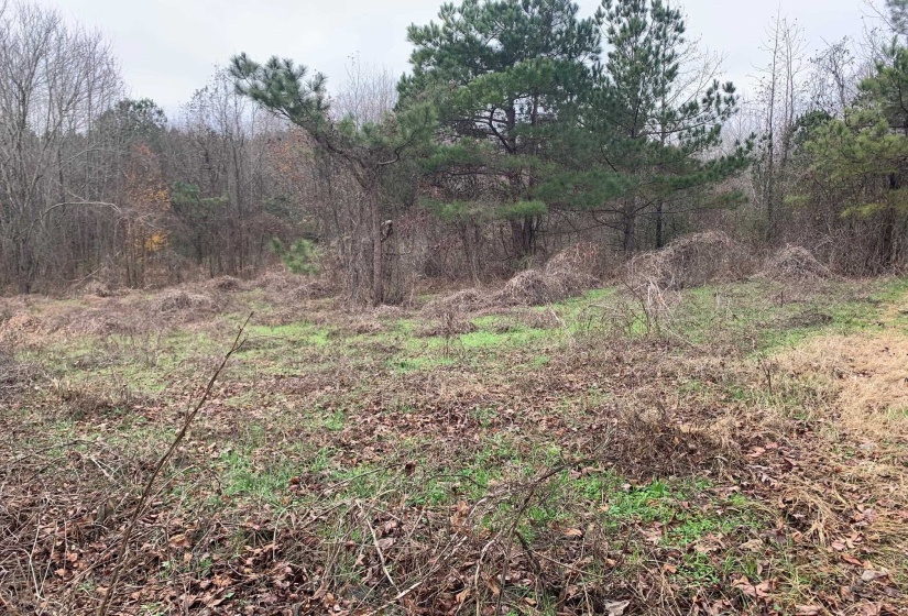 9 SULPHUR SPRINGS RD, Selmer, Tennessee 38375, ,Land,For Sale,SULPHUR SPRINGS,10186912