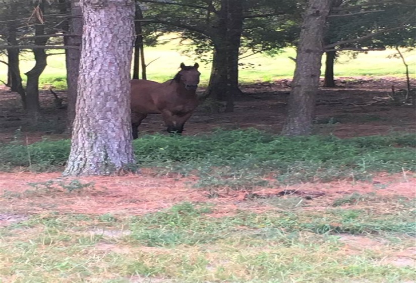 Cheyenne enjoying shade.