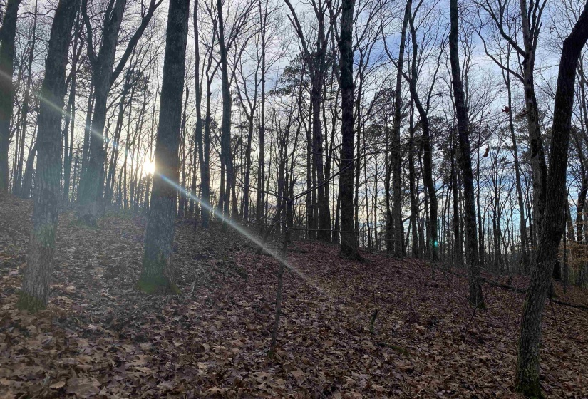 0 BRUTON BRANCH RD, Savannah, Tennessee 38372, ,Land,For Sale,BRUTON BRANCH,10140169