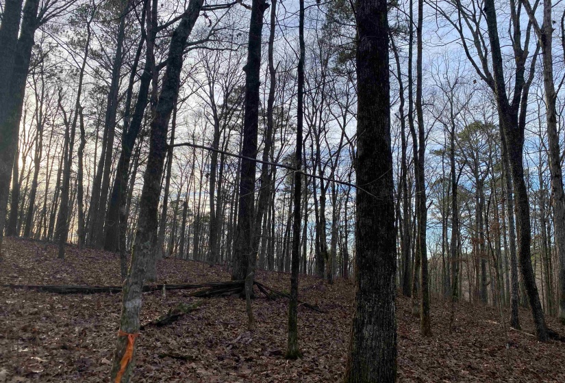 0 BRUTON BRANCH RD, Savannah, Tennessee 38372, ,Land,For Sale,BRUTON BRANCH,10140169