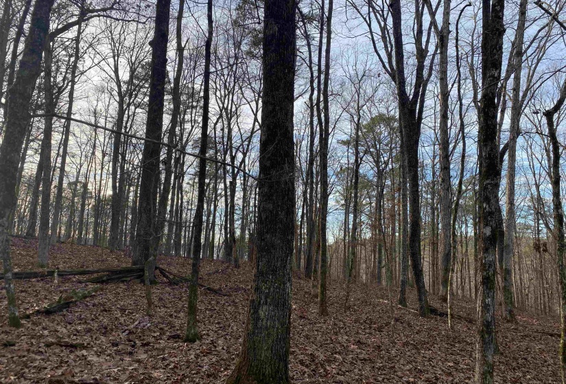 0 BRUTON BRANCH RD, Savannah, Tennessee 38372, ,Land,For Sale,BRUTON BRANCH,10140169