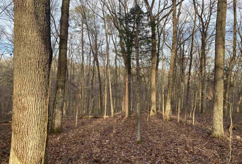 0 BRUTON BRANCH RD, Savannah, Tennessee 38372, ,Land,For Sale,BRUTON BRANCH,10140169