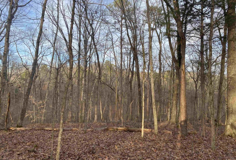 0 BRUTON BRANCH RD, Savannah, Tennessee 38372, ,Land,For Sale,BRUTON BRANCH,10140169