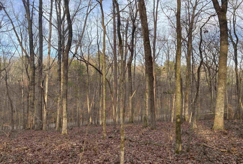 0 BRUTON BRANCH RD, Savannah, Tennessee 38372, ,Land,For Sale,BRUTON BRANCH,10140169