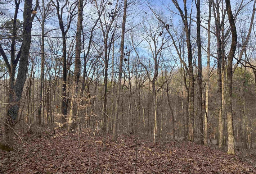 0 BRUTON BRANCH RD, Savannah, Tennessee 38372, ,Land,For Sale,BRUTON BRANCH,10140169