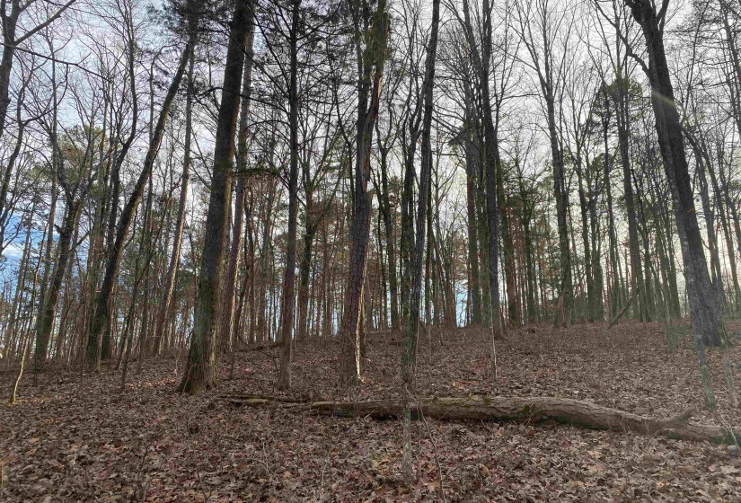 0 BRUTON BRANCH RD, Savannah, Tennessee 38372, ,Land,For Sale,BRUTON BRANCH,10140169