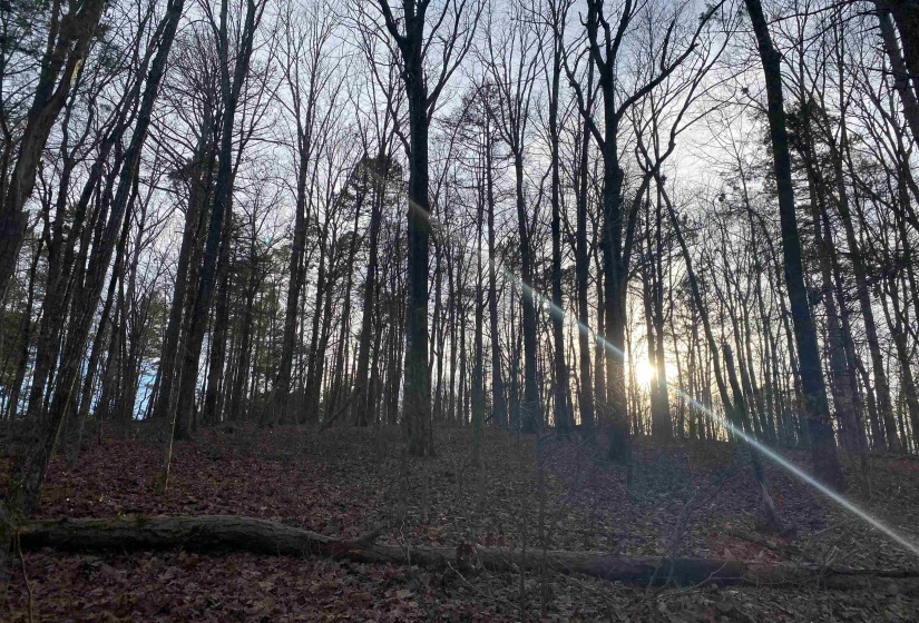 0 BRUTON BRANCH RD, Savannah, Tennessee 38372, ,Land,For Sale,BRUTON BRANCH,10140169