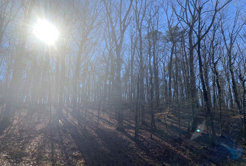 0 BRUTON BRANCH RD, Savannah, Tennessee 38372, ,Land,For Sale,BRUTON BRANCH,10140169