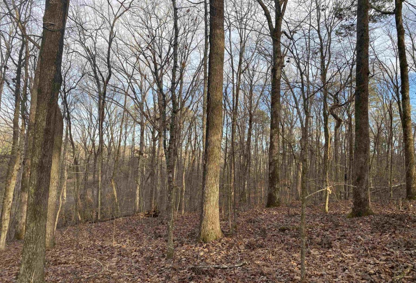 0 BRUTON BRANCH RD, Savannah, Tennessee 38372, ,Land,For Sale,BRUTON BRANCH,10140169