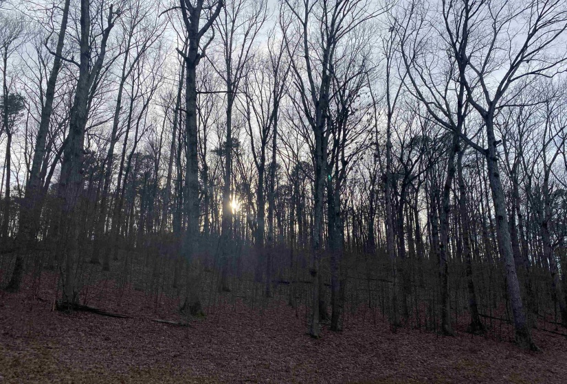 0 BRUTON BRANCH RD, Savannah, Tennessee 38372, ,Land,For Sale,BRUTON BRANCH,10140169